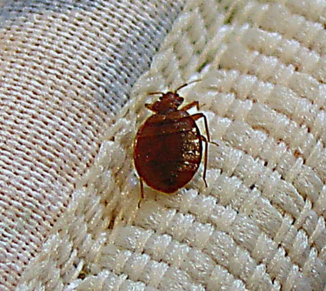 Pigeon TN Bed bug Hotel and Apartment Reports