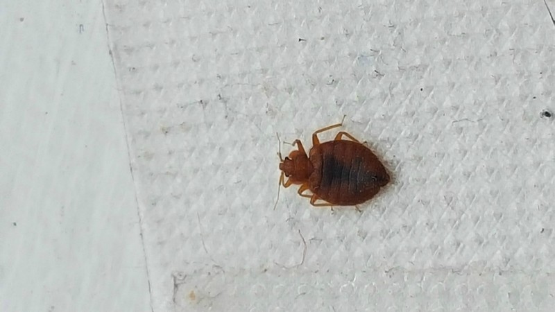 West Allis WI Bed bug Hotel and Apartment Reports