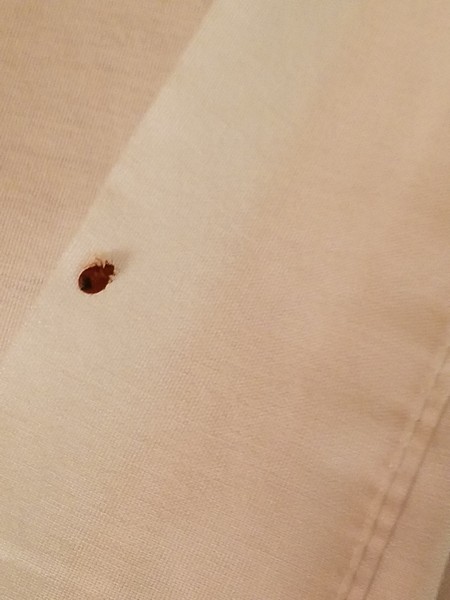 Bed Bugs Ceiling
