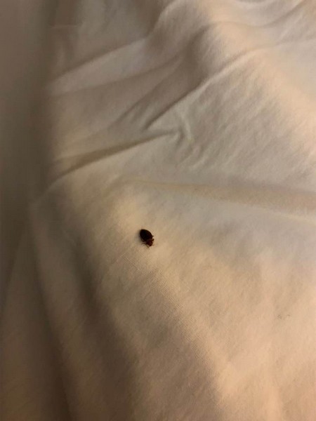 New York City NY Bed bug Hotel and Apartment Reports
