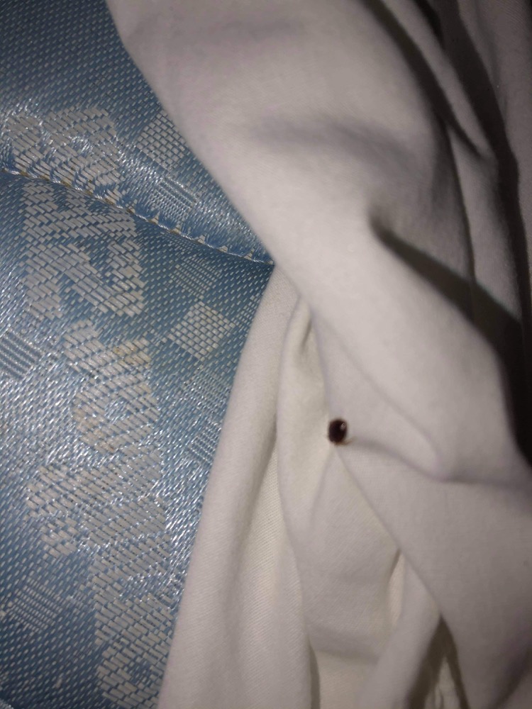 bed bug report great wolf lodge traverse city bed bug report great wolf lodge traverse city