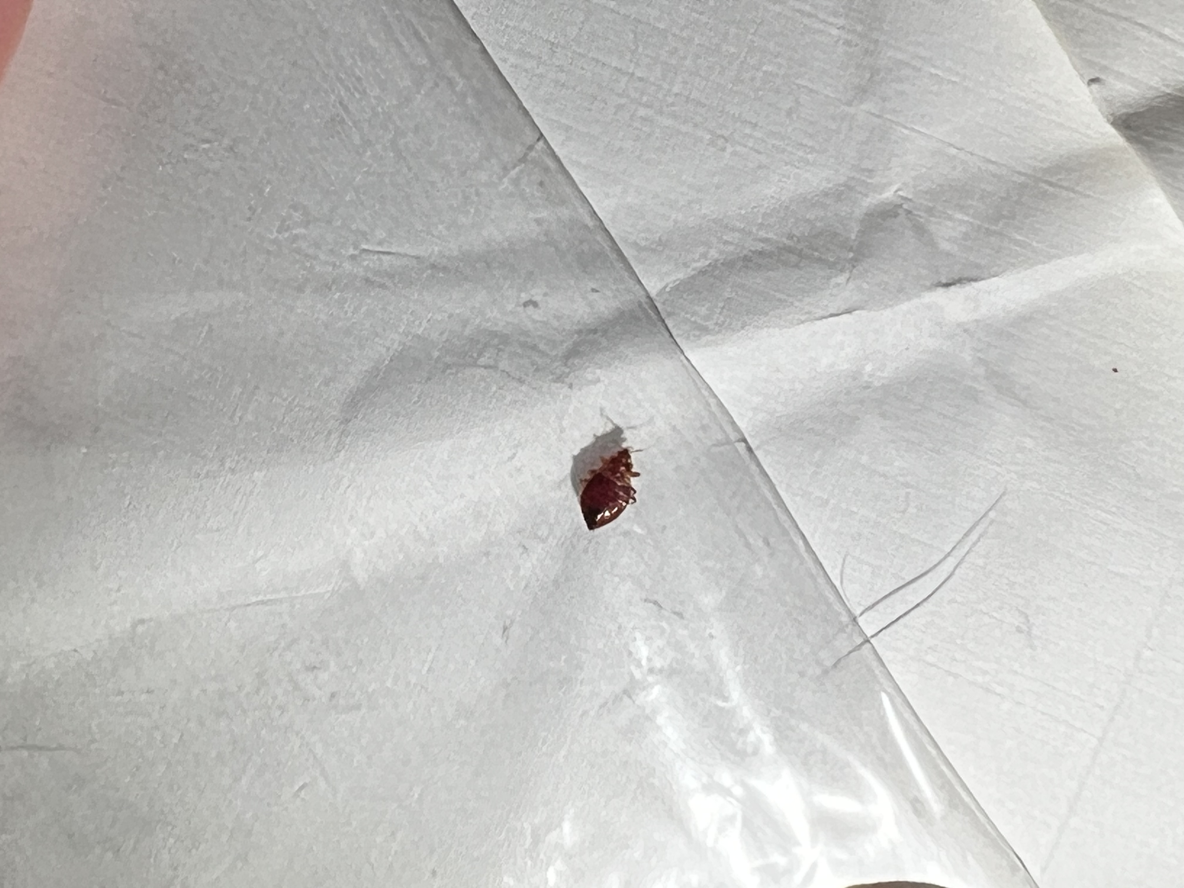 Bug Problem Bed Bug Report Las Vegas