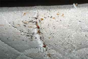 bedbug mattress